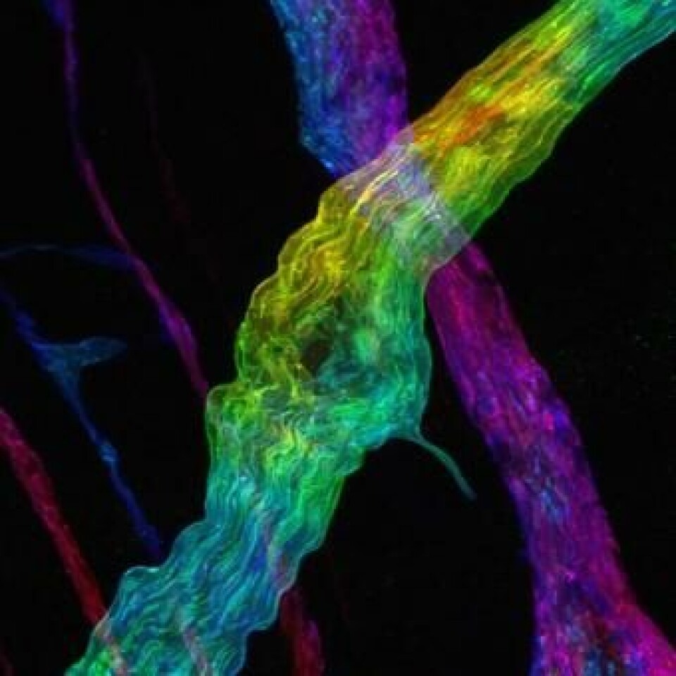 Een kijkje in de krachtige microscopen van de KU Leuven