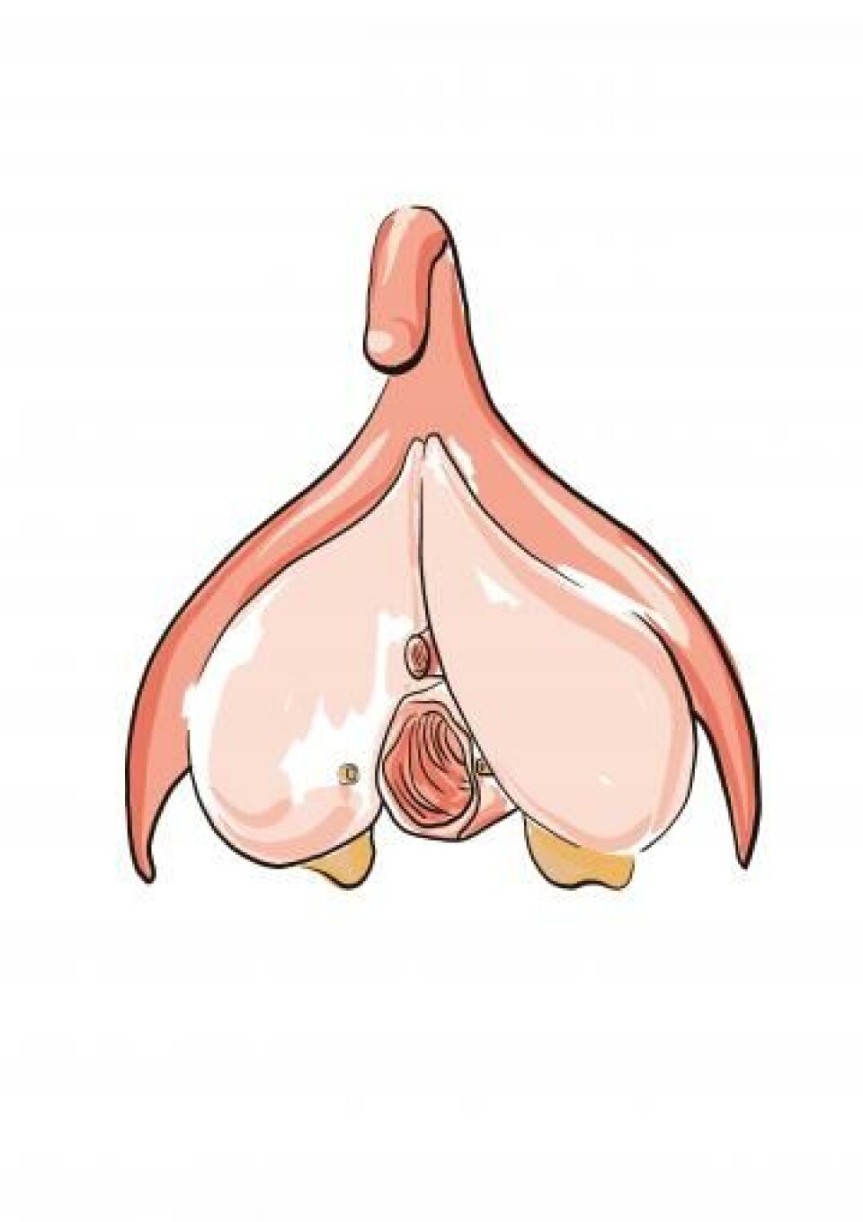 Lack of knowledge causes an orgasm gap