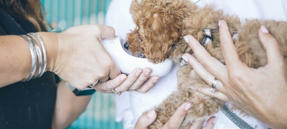 Op zoek naar een opleiding? Kies voor een dierenartsassistent opleiding of een van deze andere!