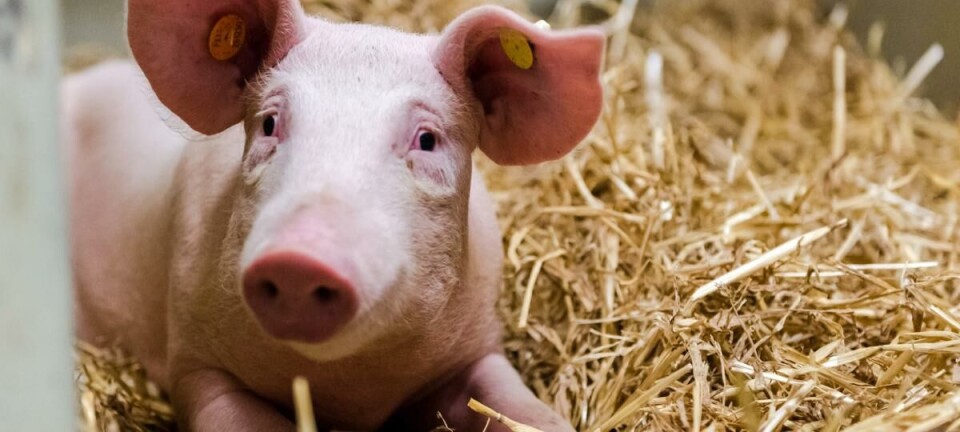 Minister Weyts installeert eerste leerstoel dierenwelzijn, -ethiek en -recht