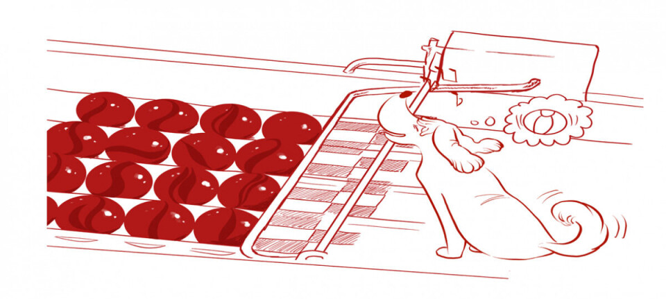 De Olympische Spelen van onze jeugd