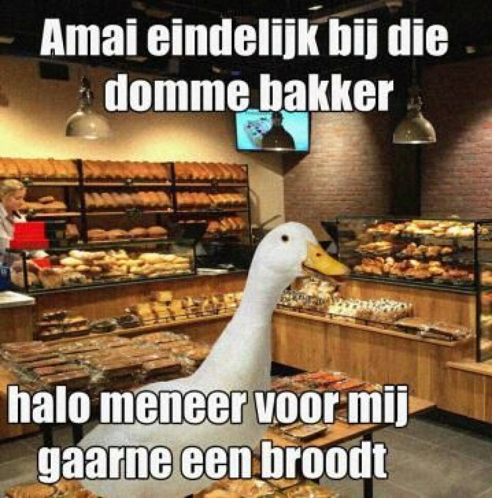 daar is hij weer. het kip. mooi.