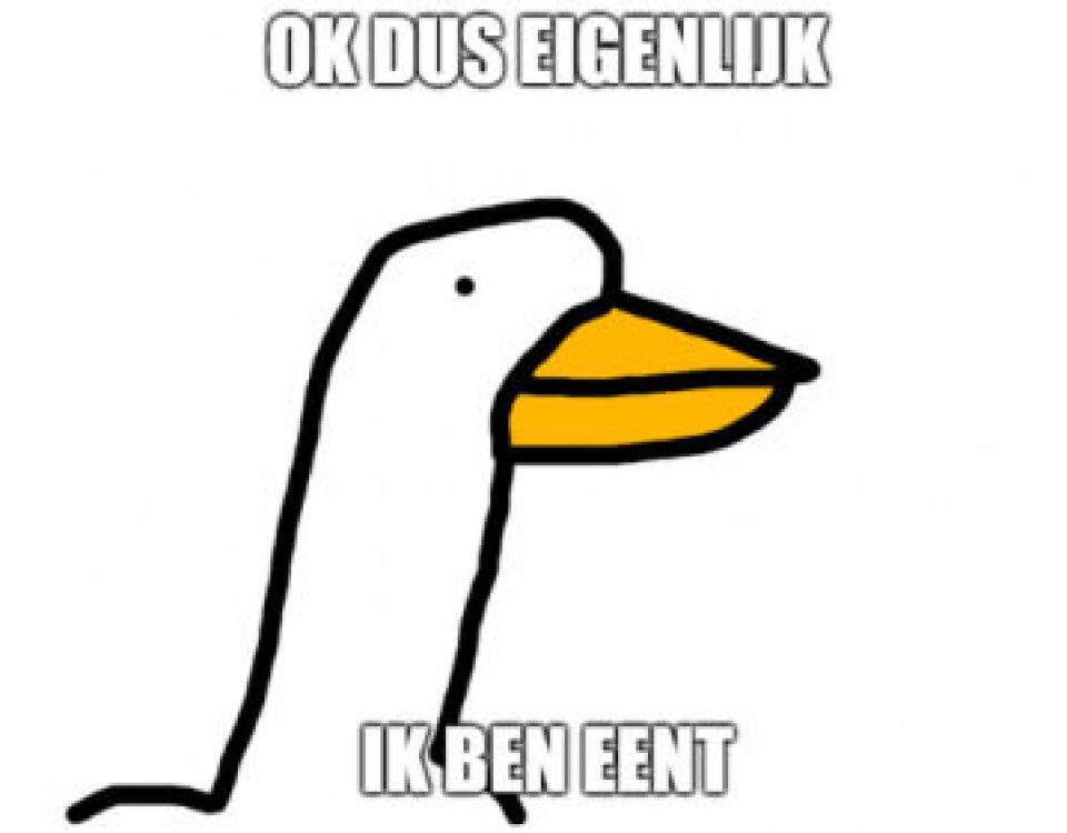 daar is hij weer. het kip. mooi.