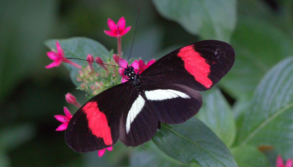 Heliconius erato Heliconius erato
